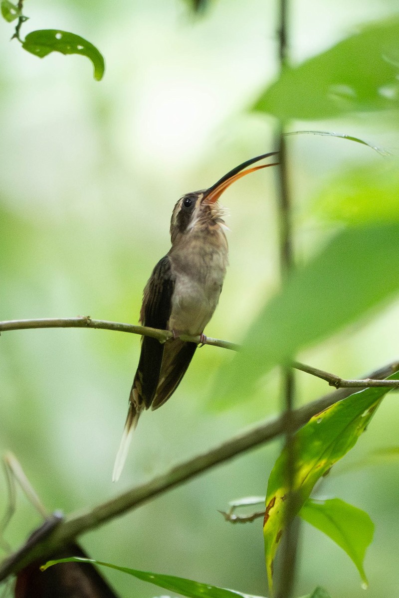 Long-billed Hermit - ML638808126