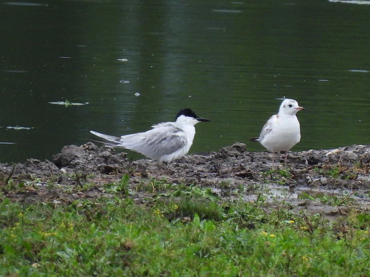 Gull-billed Tern - ML638808181