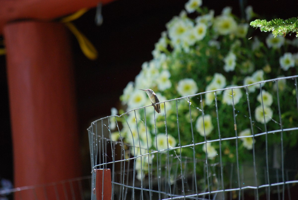 Rufous Hummingbird - ML638808198