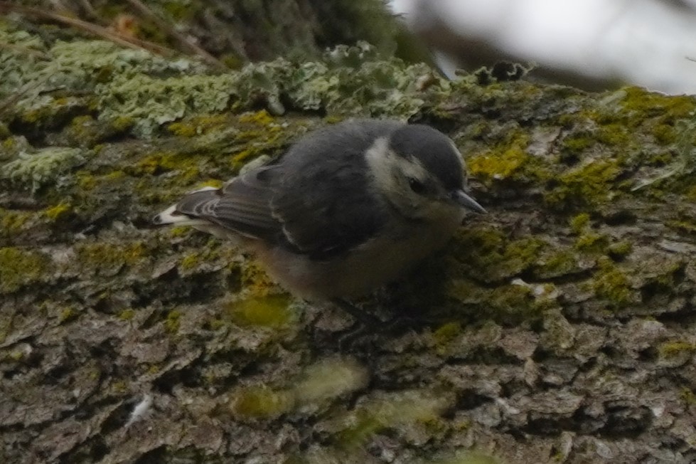 White-breasted Nuthatch - ML638808210