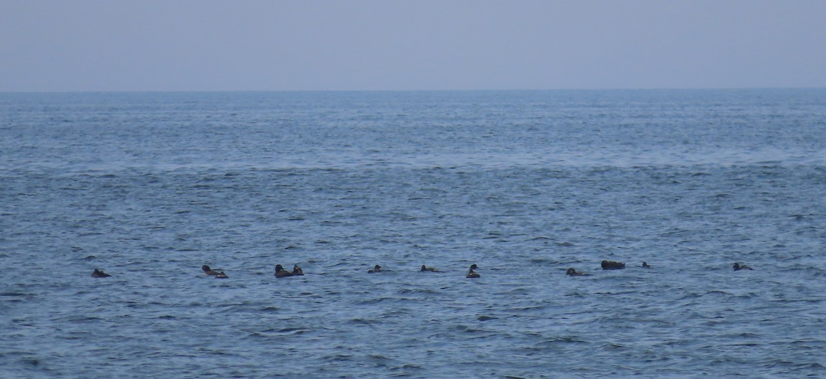 White-winged Scoter - ML638808216