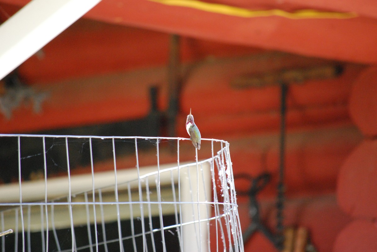 Calliope Hummingbird - ML638808224
