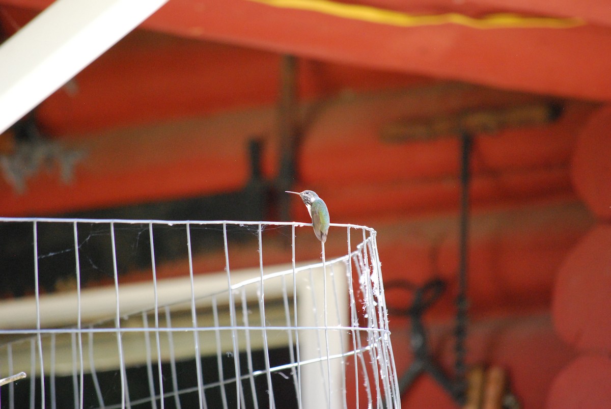 Calliope Hummingbird - ML638808226