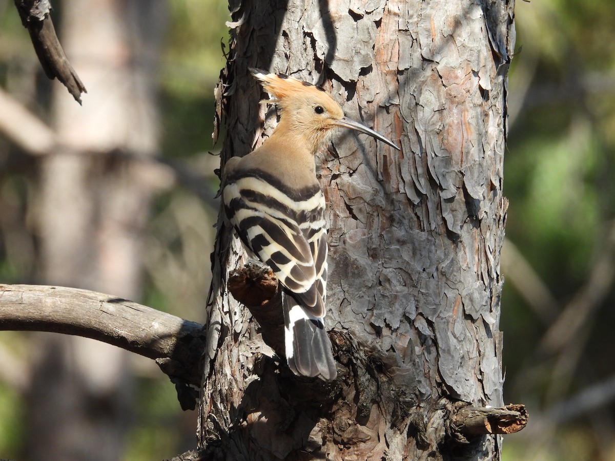 Eurasian Hoopoe - ML638808233