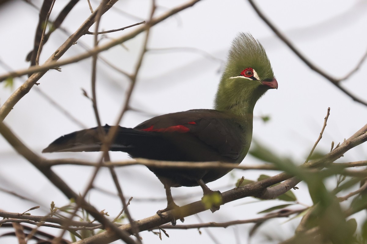 Guinea Turaco - ML638808243