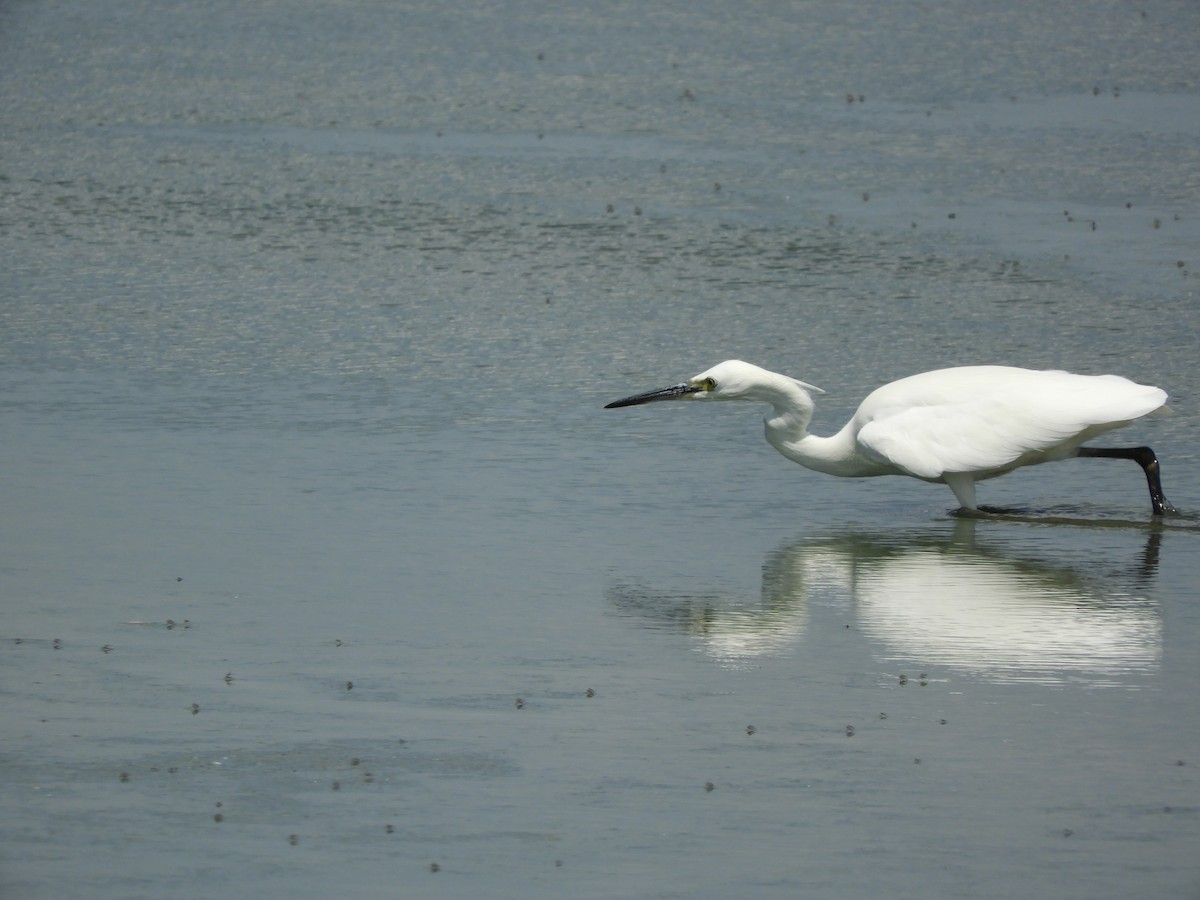 Little Egret - ML638808246