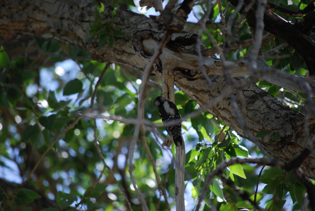 Downy Woodpecker - ML638808251