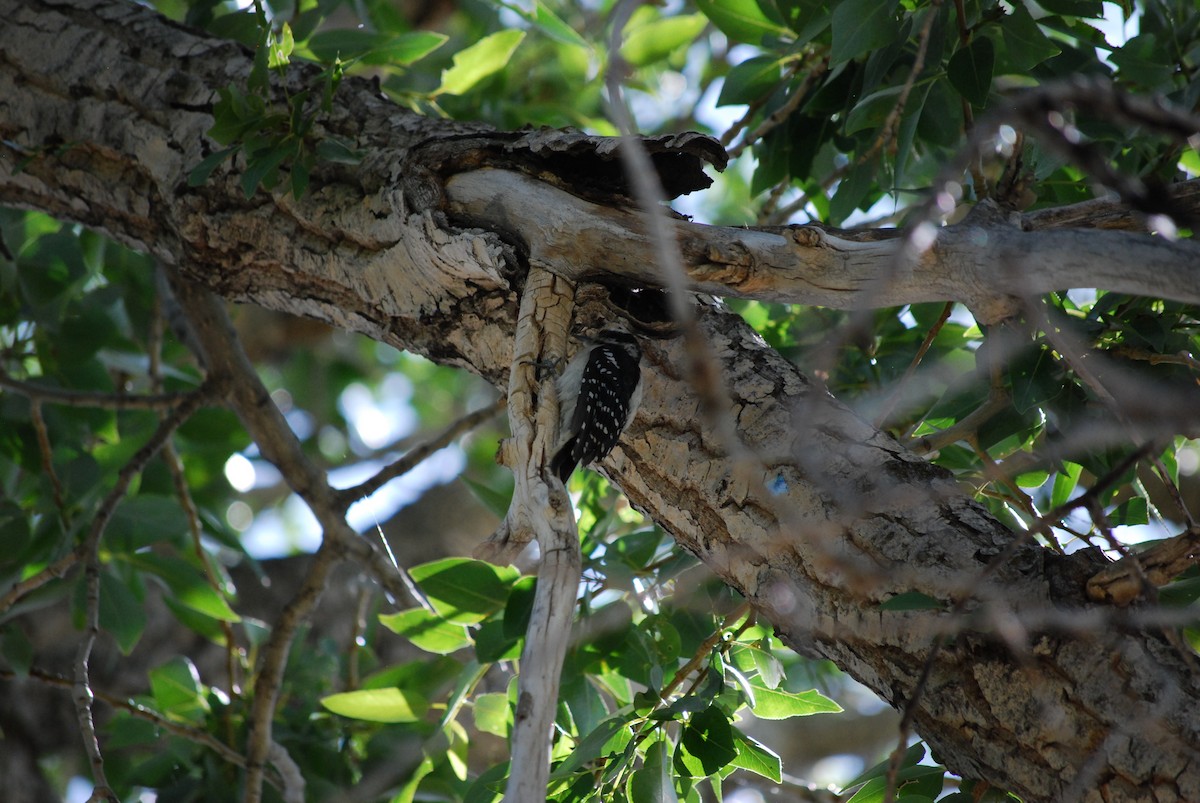 Downy Woodpecker - ML638808253