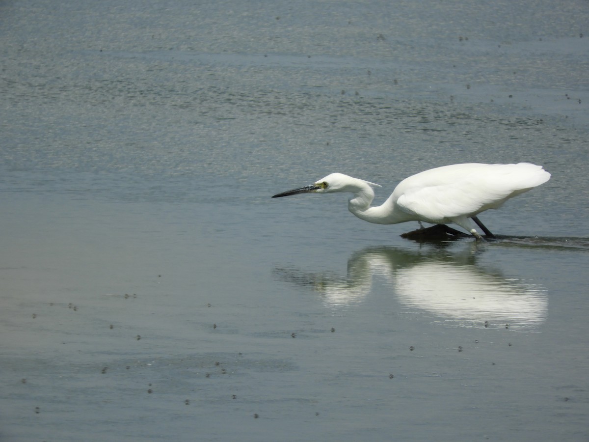 Little Egret - ML638808255