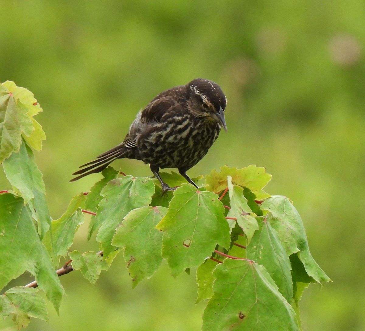 Red-winged Blackbird - ML638808256