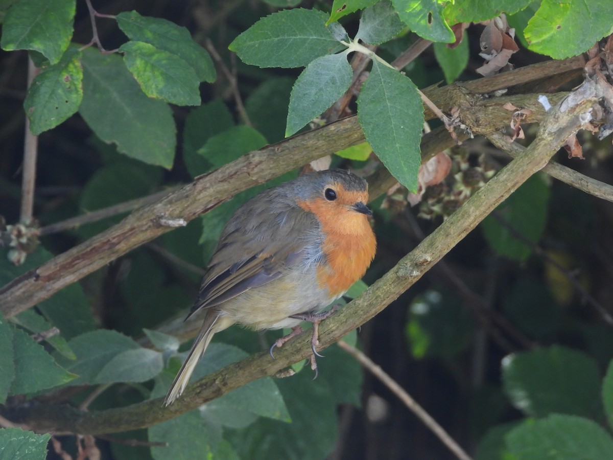 European Robin - ML638808264