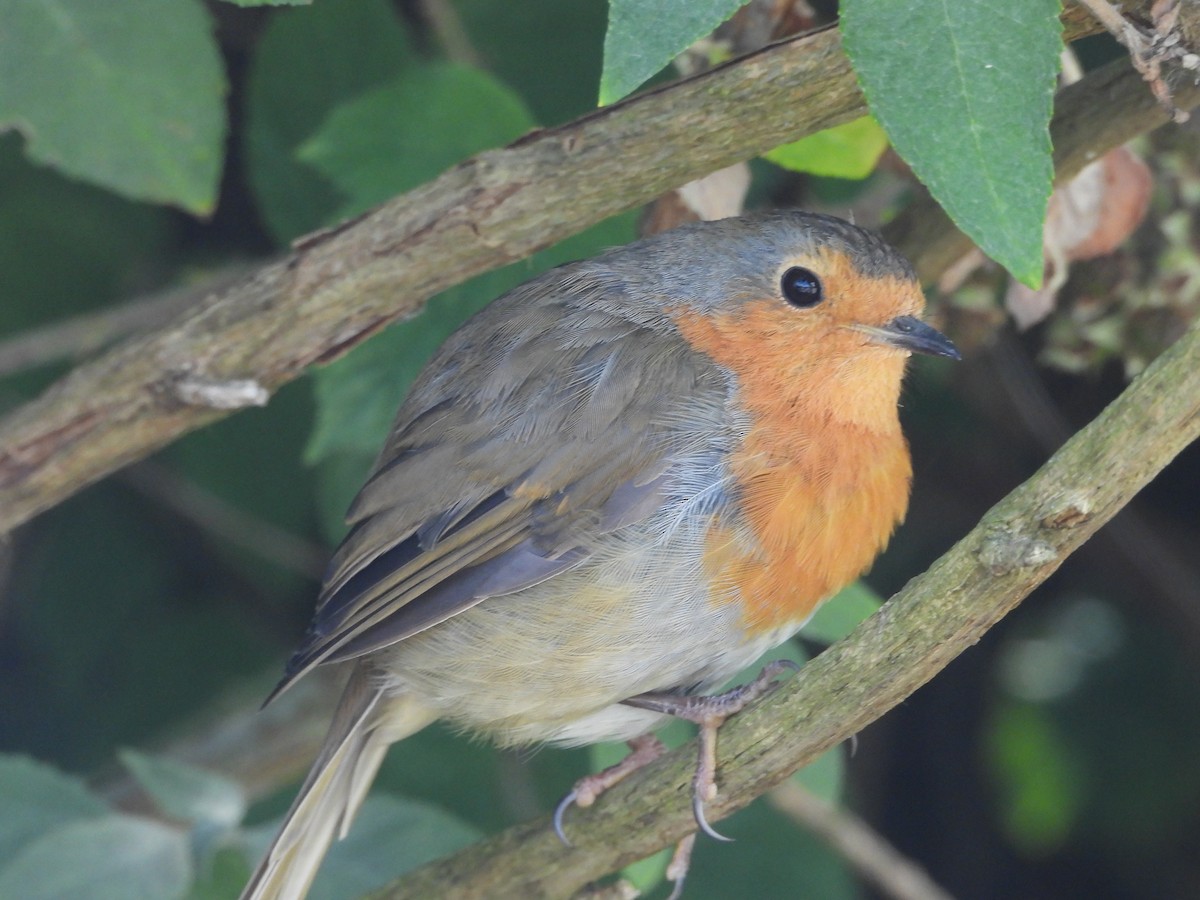 European Robin - ML638808265
