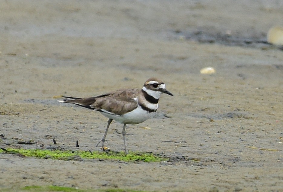 Killdeer - ML638808268