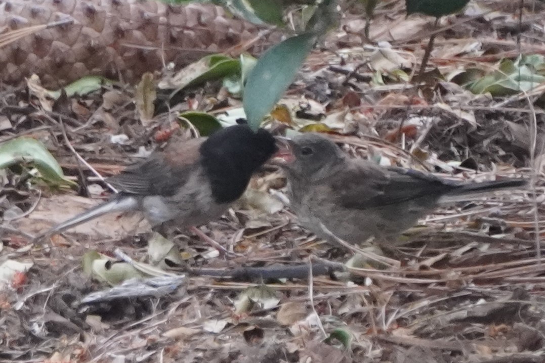 Dark-eyed Junco - ML638808270