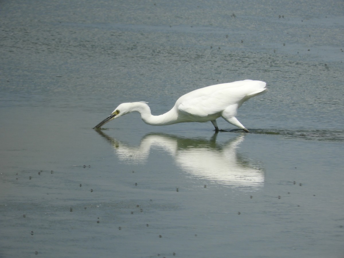 Little Egret - ML638808278