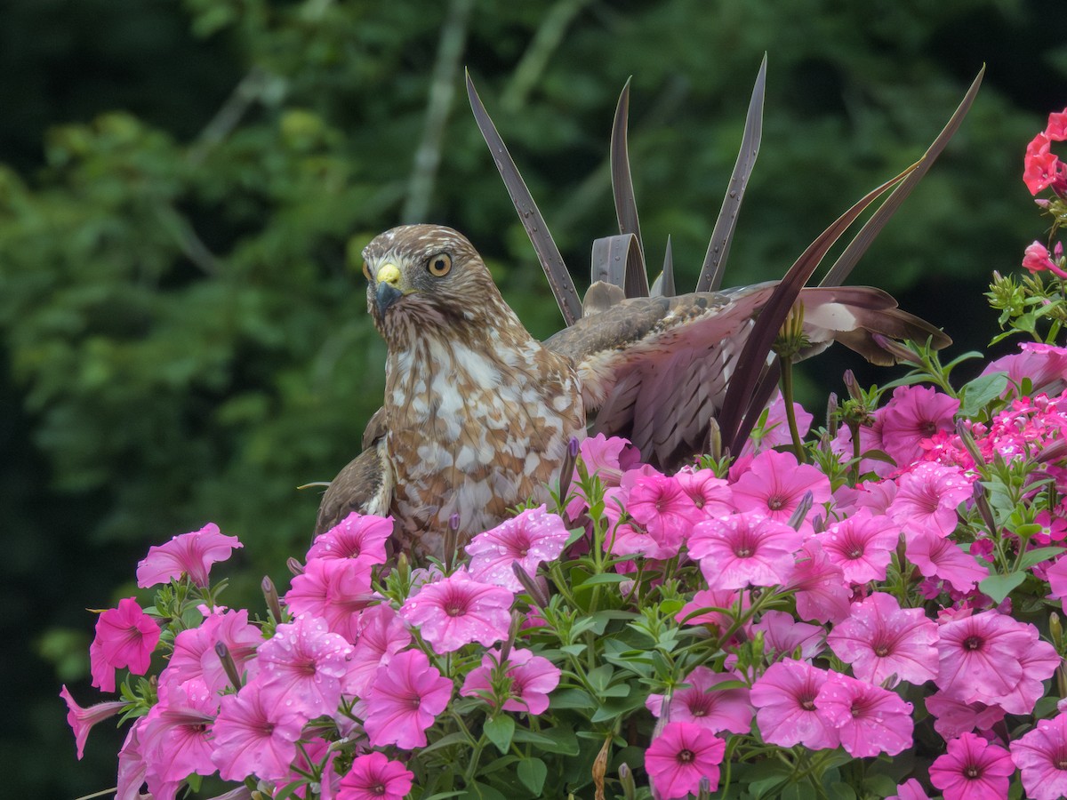 Broad-winged Hawk - ML638808280