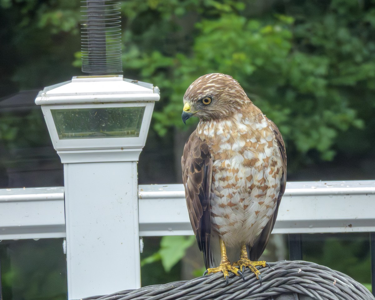 Broad-winged Hawk - ML638808281