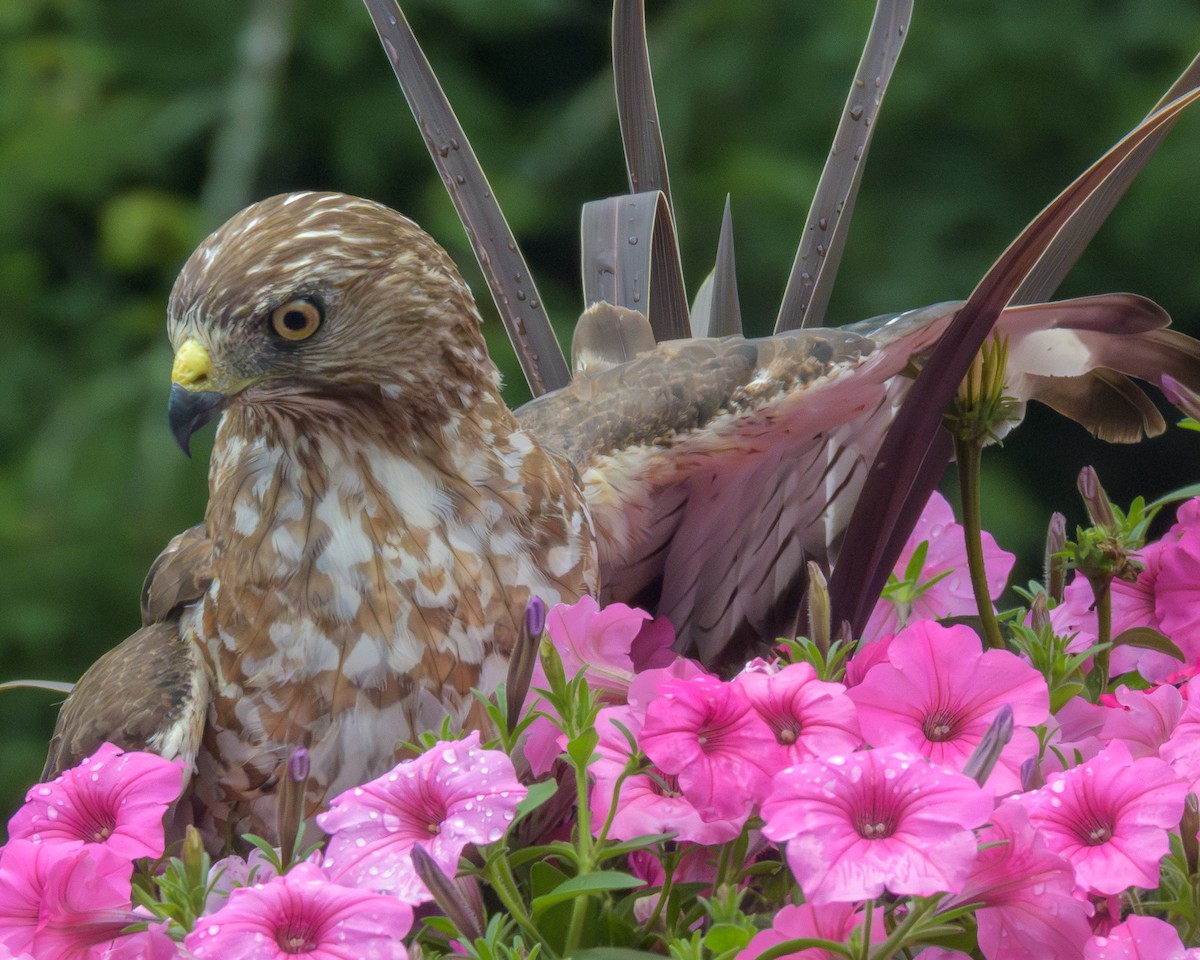 Broad-winged Hawk - ML638808283