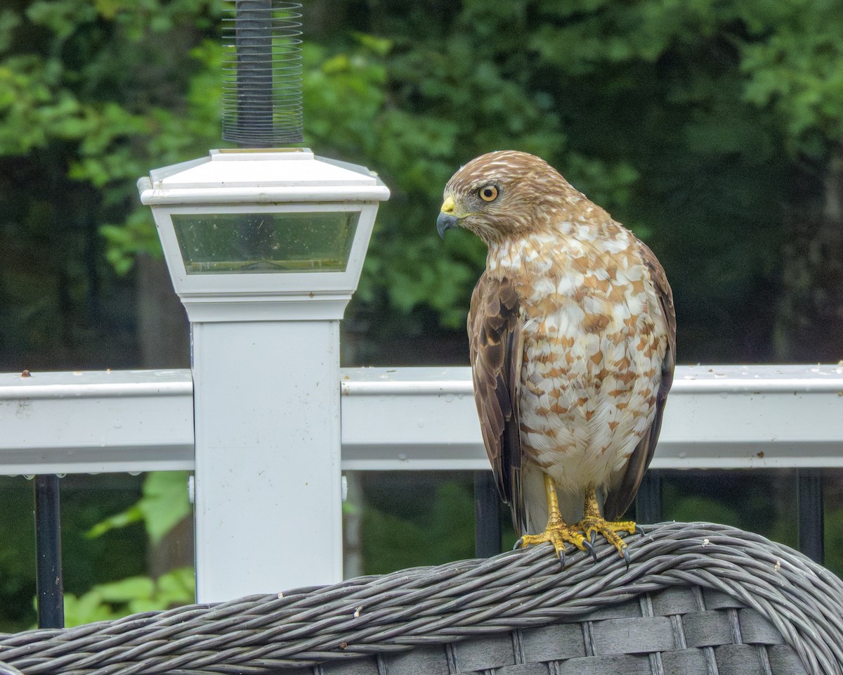 Broad-winged Hawk - ML638808284