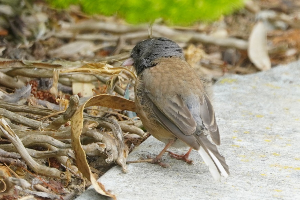Dark-eyed Junco - ML638808287