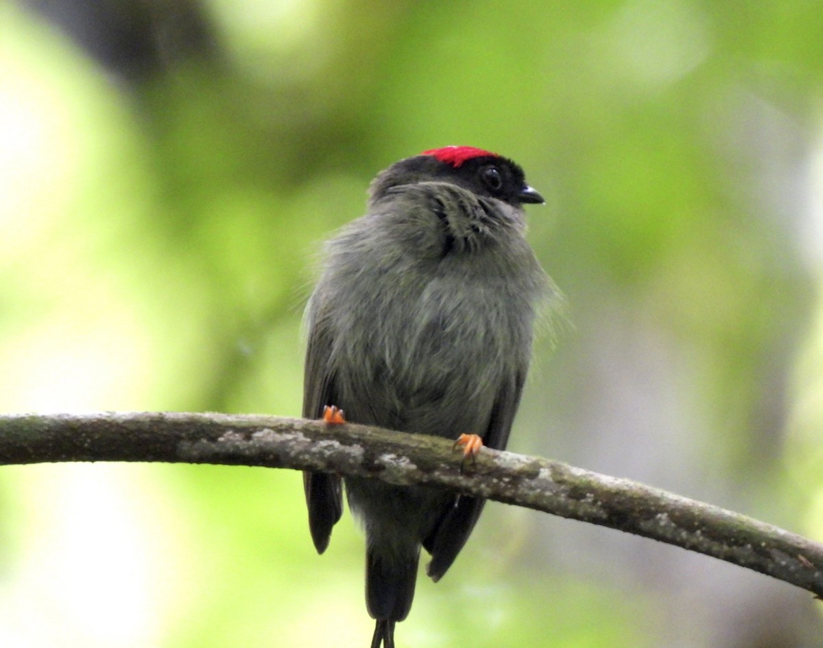 Long-tailed Manakin - ML638808288