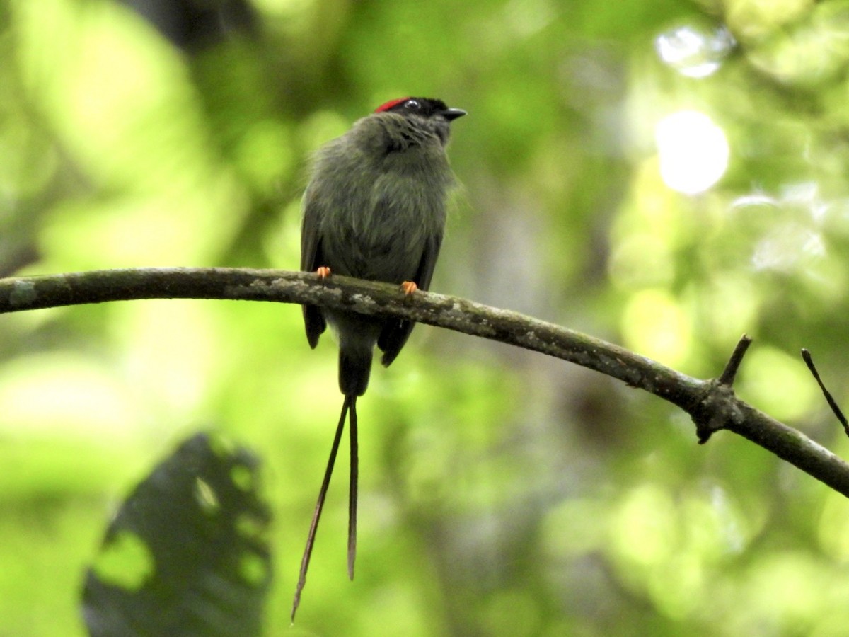 Long-tailed Manakin - ML638808289