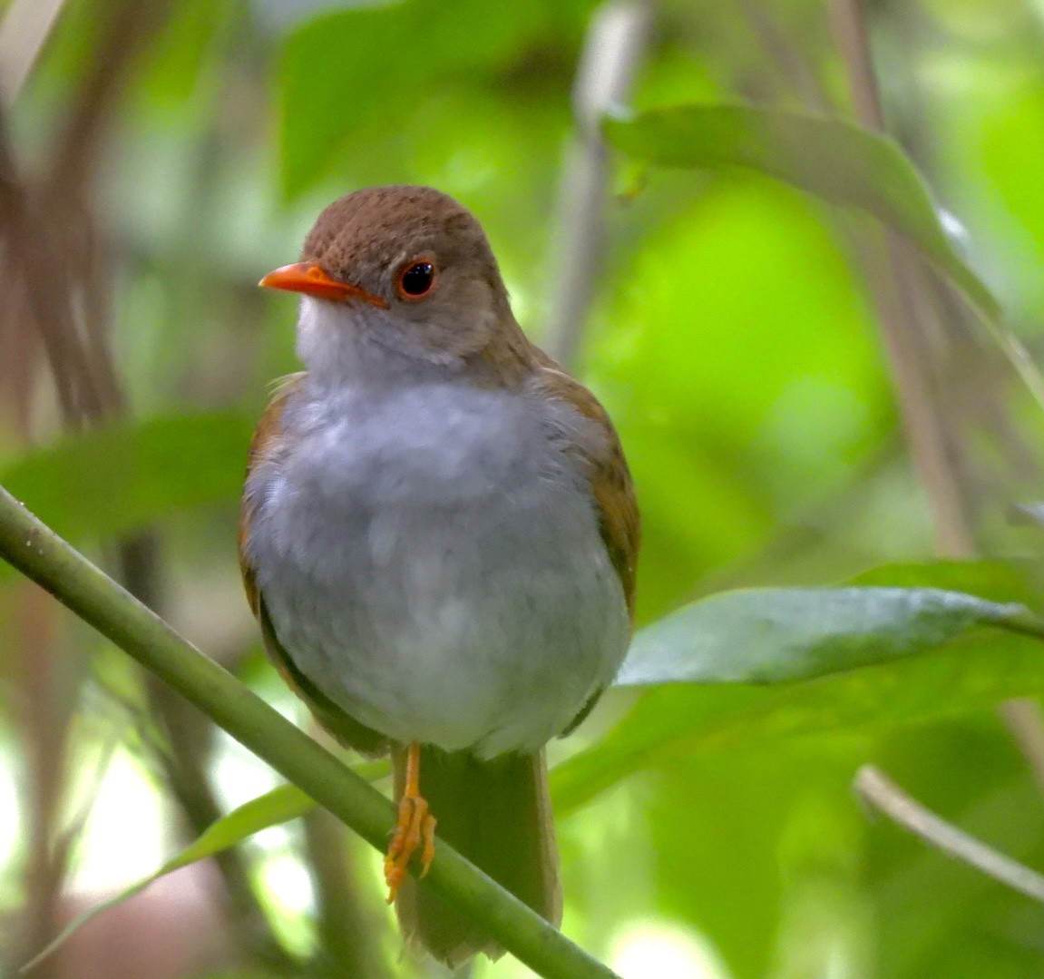 Orange-billed Nightingale-Thrush - ML638808348