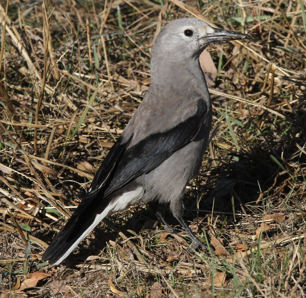 Clark's Nutcracker - ML638808352