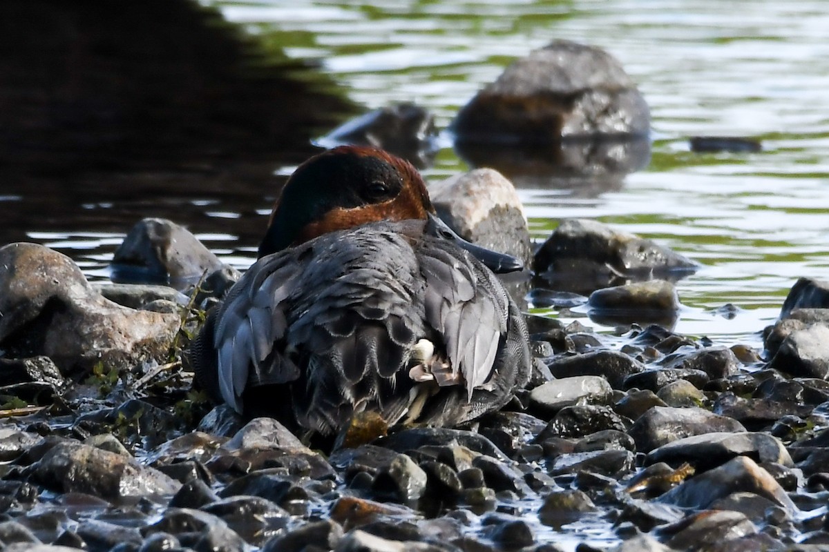 Green-winged Teal - ML638808359