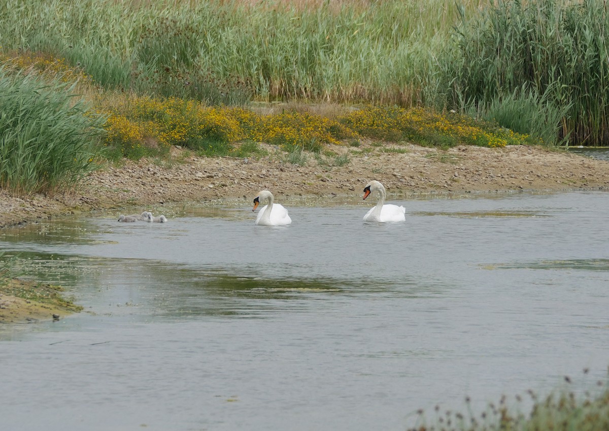 Mute Swan - ML638808383