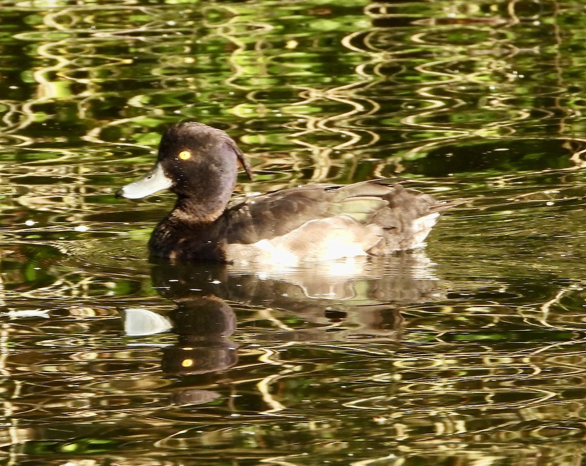 Tufted Duck - ML638808394