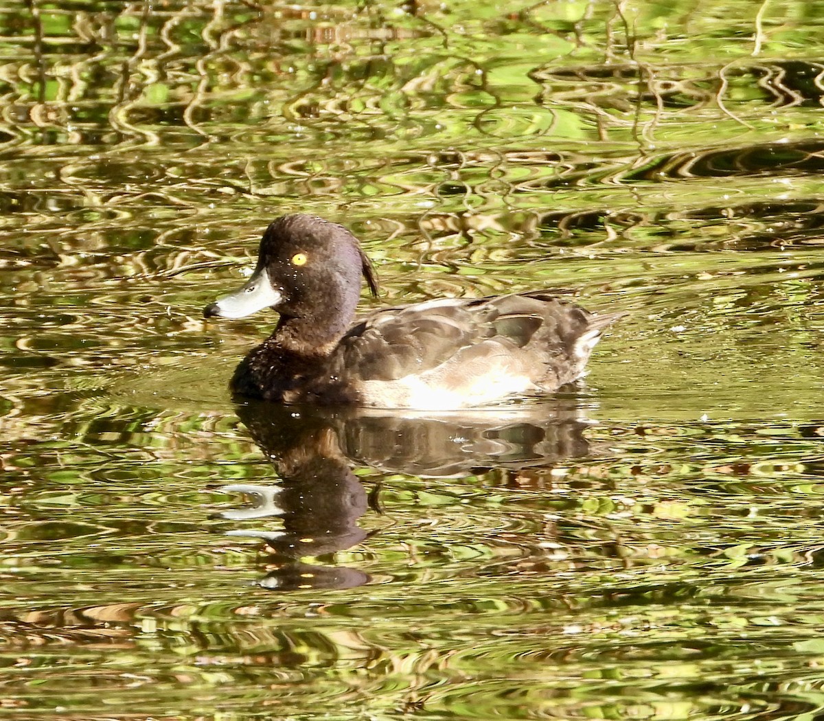 Tufted Duck - ML638808395
