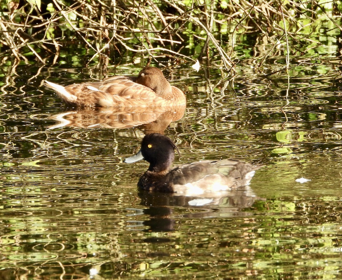 Tufted Duck - ML638808396