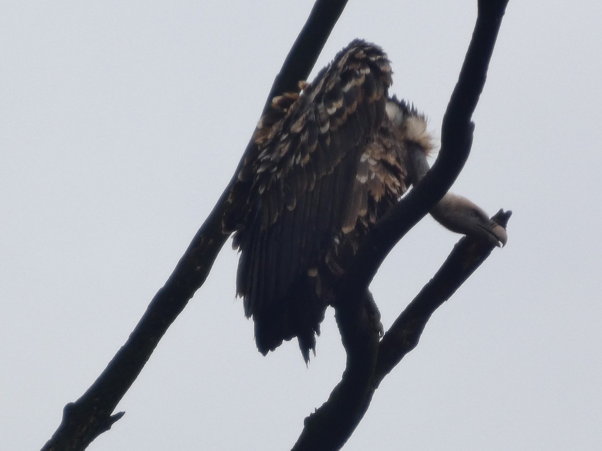Rüppell's Griffon - ML638808398