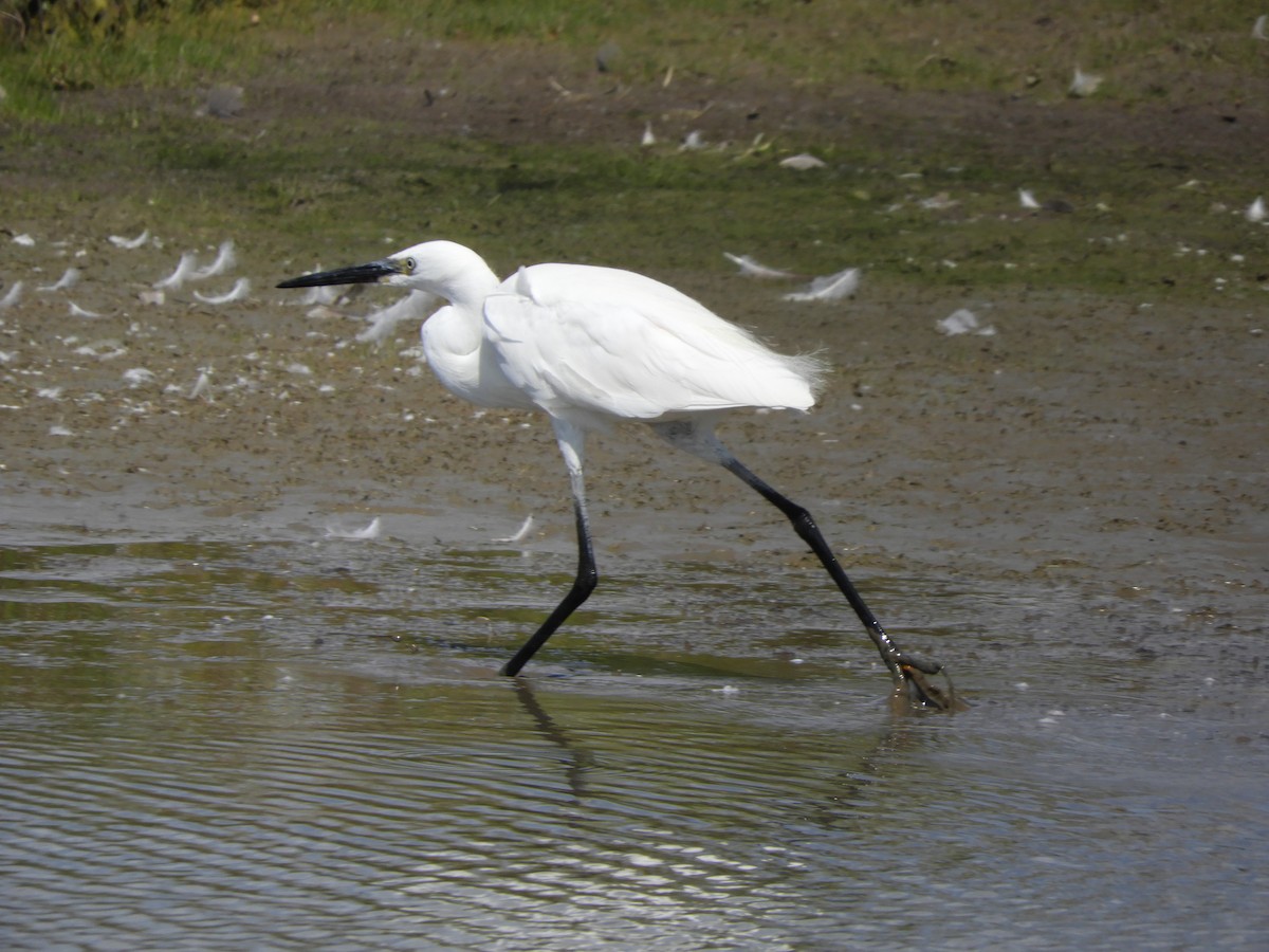 Little Egret - ML638808399
