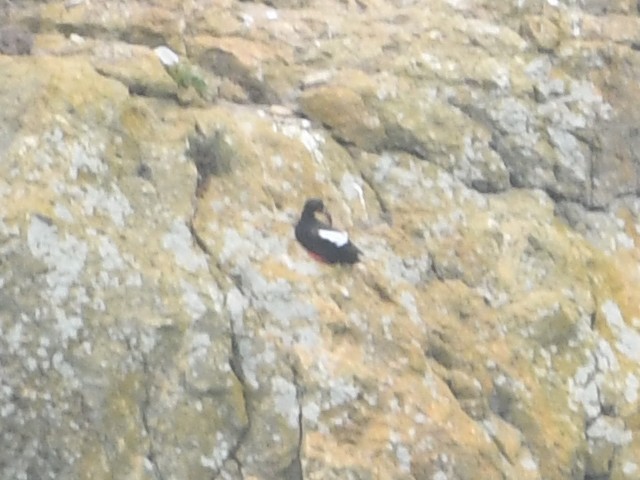 Pigeon Guillemot - ML638808400
