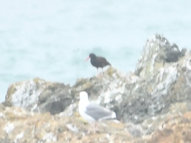 Black Oystercatcher - ML638808402