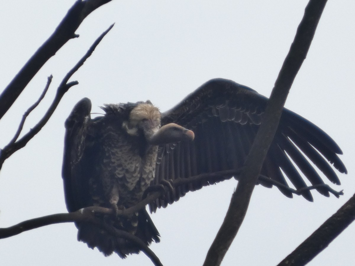 Rüppell's Griffon - ML638808404