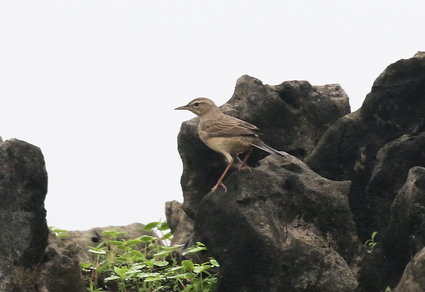 Long-billed Pipit - ML638808405