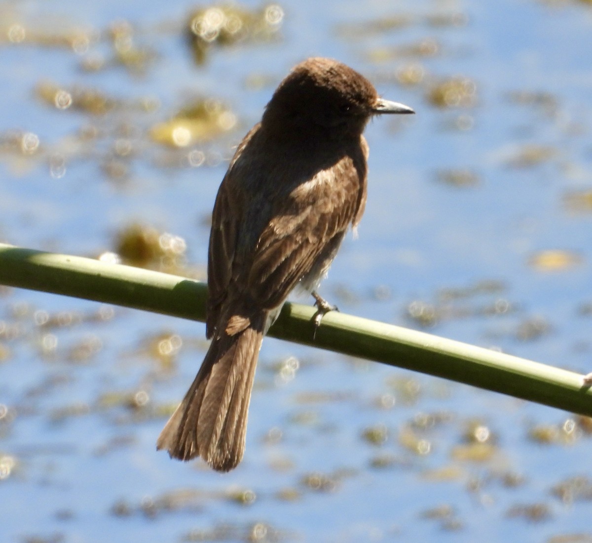 Black Phoebe - ML638808406