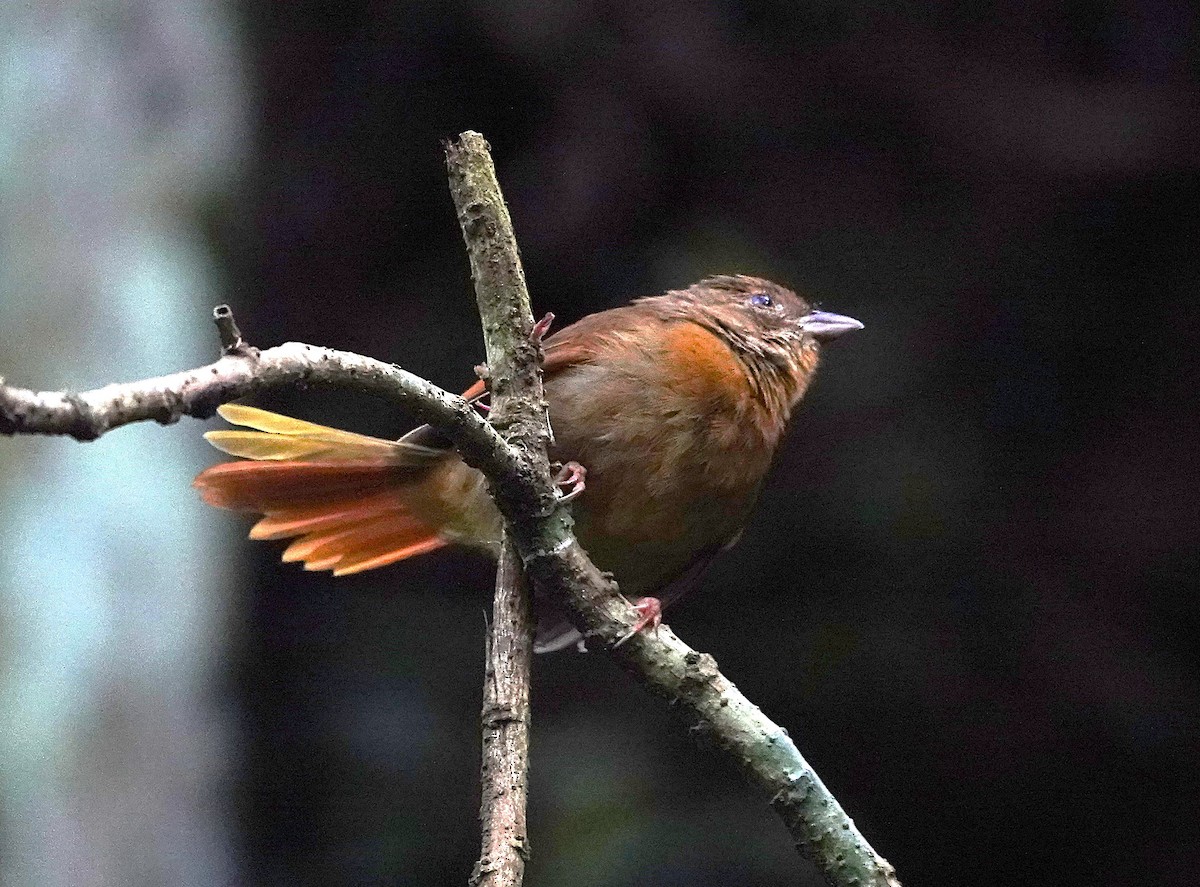 Red-crowned Ant-Tanager - ML638808409