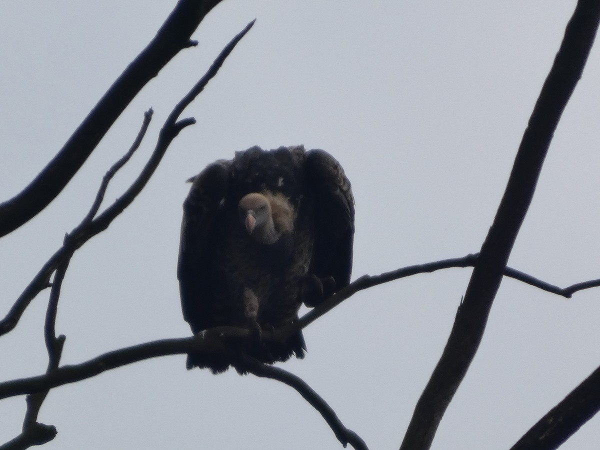Rüppell's Griffon - ML638808411