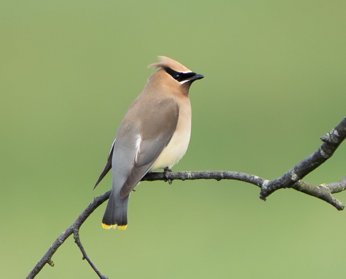 Cedar Waxwing - ML638808417