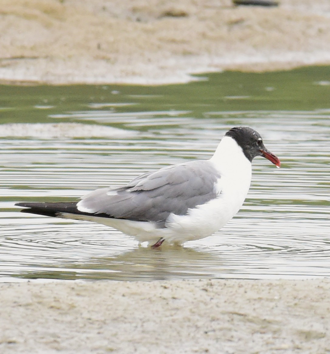 Laughing Gull - ML638808420