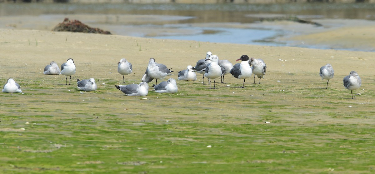 Laughing Gull - ML638808424