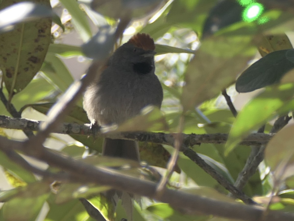 Spix's Spinetail - ML638808429