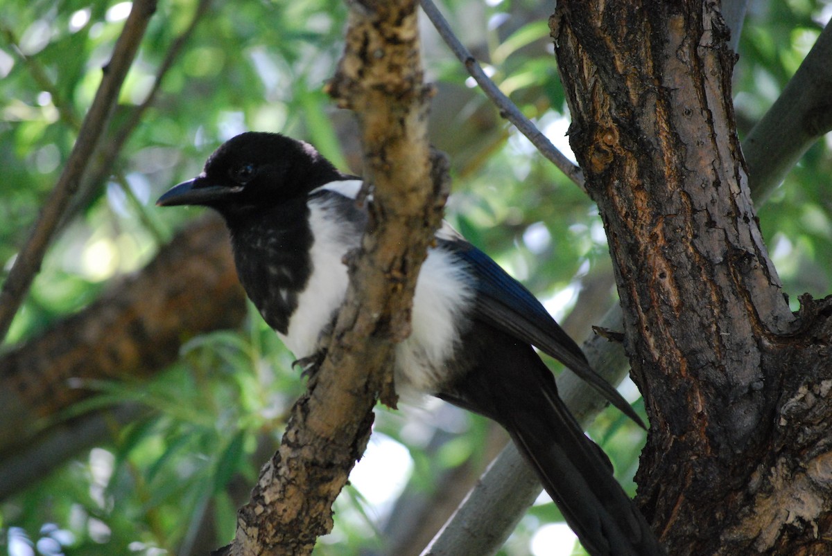 Black-billed Magpie - ML638808443