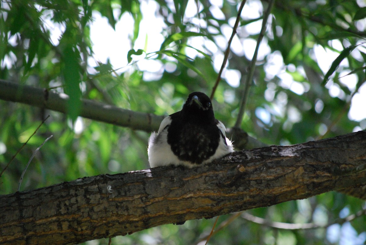 Black-billed Magpie - ML638808444
