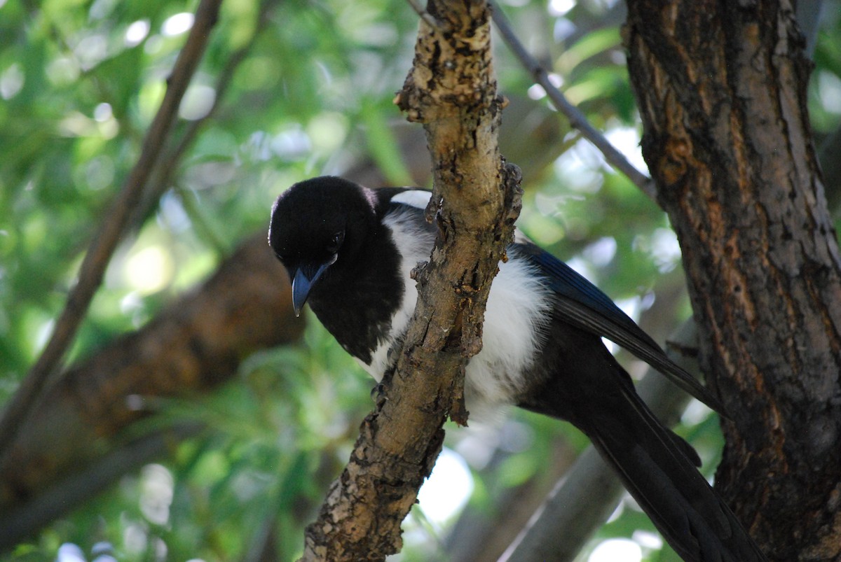 Black-billed Magpie - ML638808445