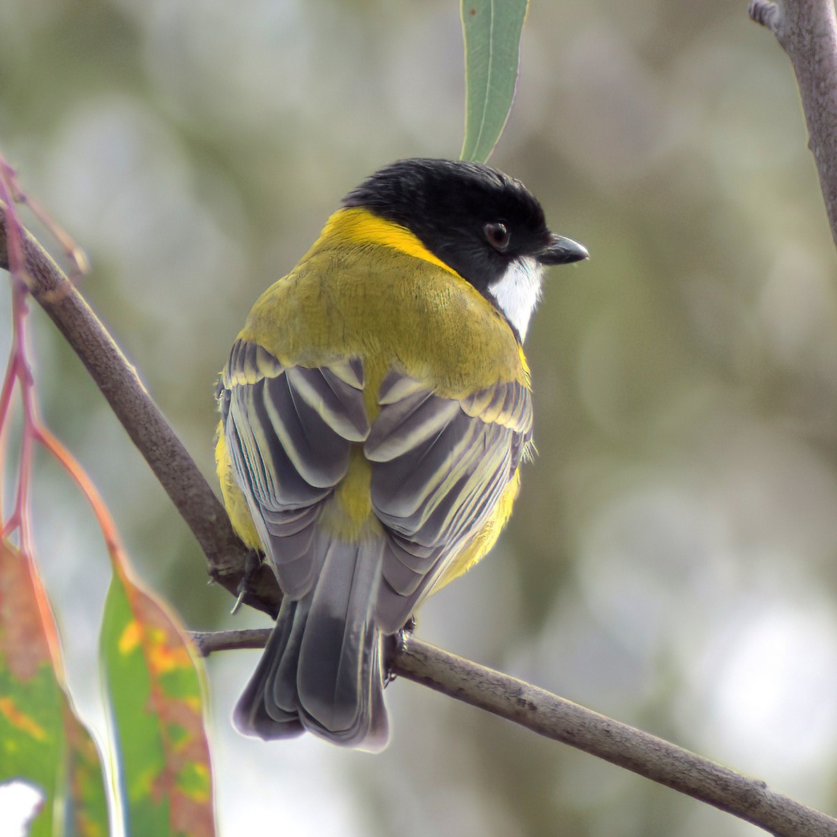 Golden Whistler (Eastern) - ML638808463